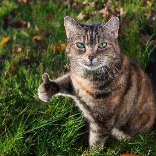 这些气味，猫咪都不喜欢！