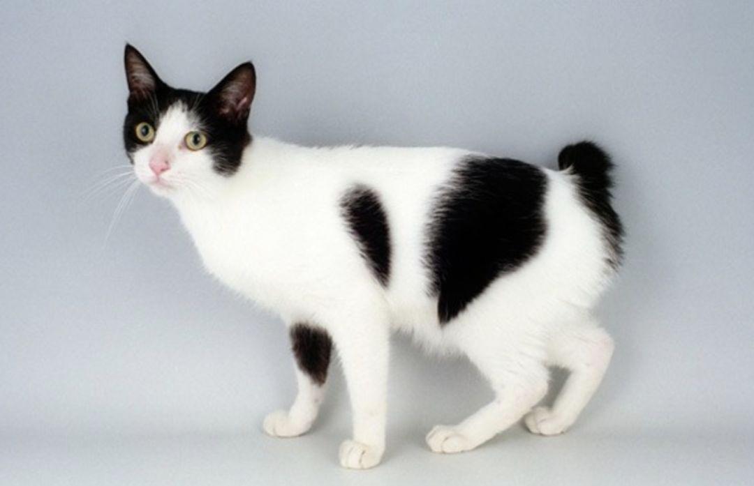 猫科动物在自然界中的近亲繁殖