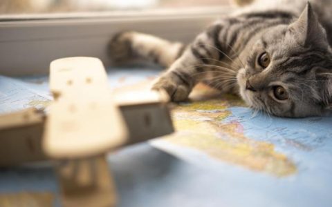 如何帮助你一只猫增重？