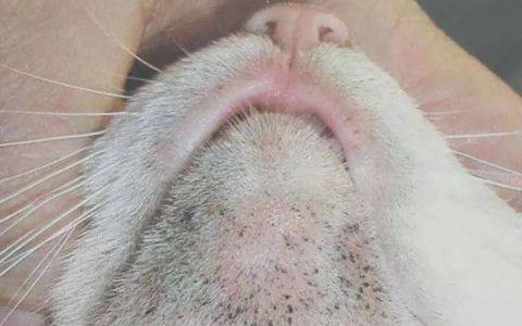 猫舍必看疾病科普│猫黑下巴和马尾病