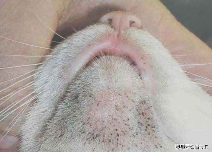 猫舍必看疾病科普│猫黑下巴和马尾病