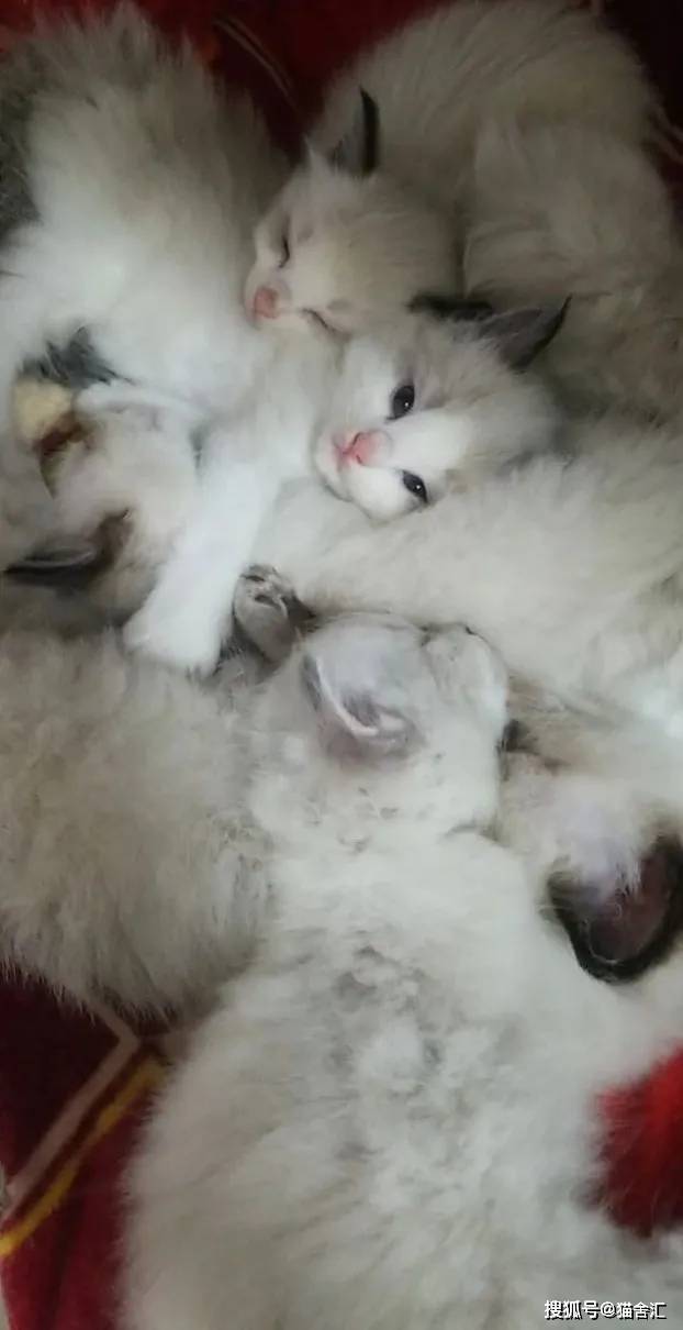 如何做猫舍│如何给猫接生——新生小猫接生及护理