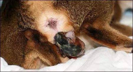 如何做猫舍│如何给猫接生——新生小猫接生及护理