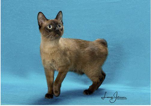 TICA 公开的 79 个品种猫，你认识几个？