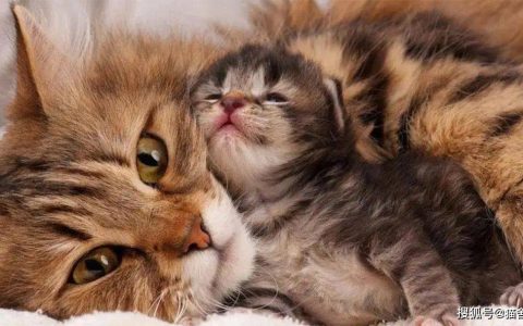 你应该知道的母猫产后护理那些事