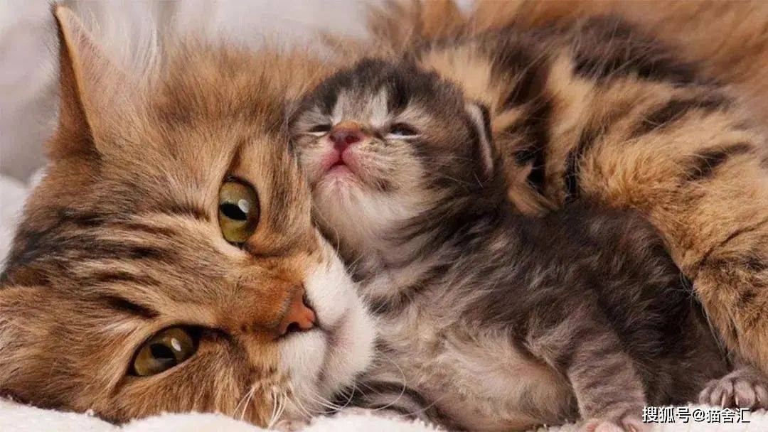 你应该知道的母猫产后护理那些事