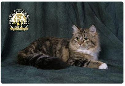 CFA 认证的这 46 个品种猫，你认识几种？（含 3 个考察期品种）