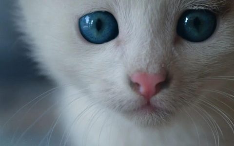 蓝眼幼猫，何时改变？