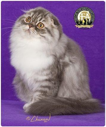 CFA 认证的这 46 个品种猫，你认识几种？（含 3 个考察期品种）