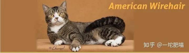 如何做猫舍│猫品种的选择