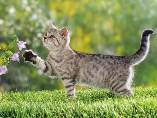 为什么我的猫咪会掉毛？