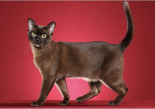 TICA 公开的 79 个品种猫，你认识几个？