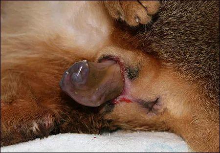 母猫的两种自然分娩方式全图解