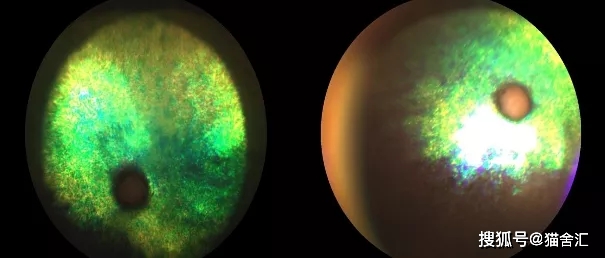 猫舍必看疾病科普│猫常见的遗传病（一）