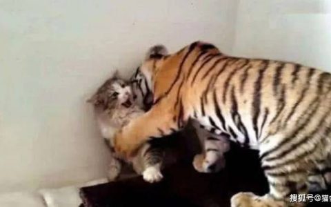 如何做猫舍│怎么在家给猫咪做日常健康检查？