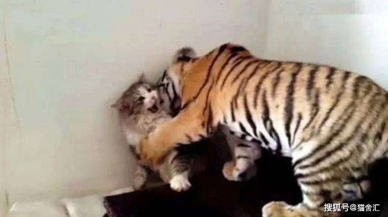 如何做猫舍│怎么在家给猫咪做日常健康检查？