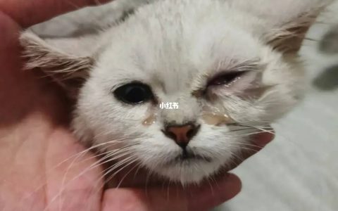 猫舍必看疾病科普│与猫鼻支症状相似的猫衣原体感染