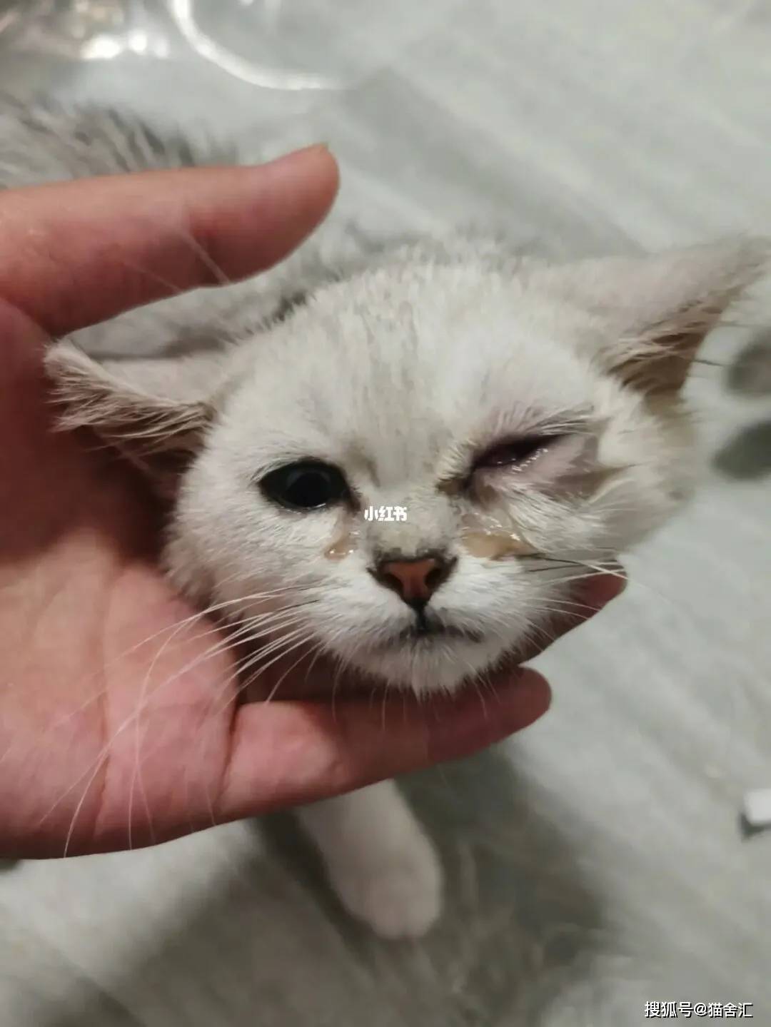 猫舍必看疾病科普│与猫鼻支症状相似的猫衣原体感染